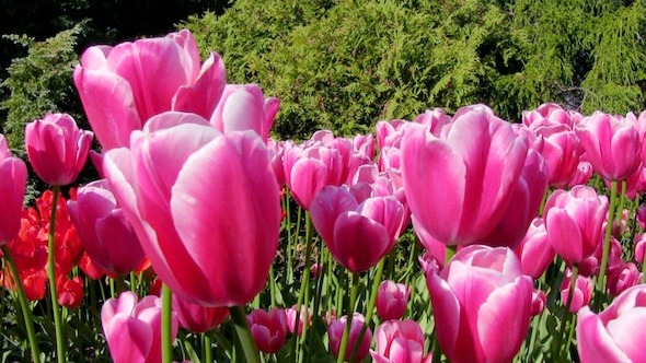 Tulip Flowers in Keukenhof Garden, Holland 2