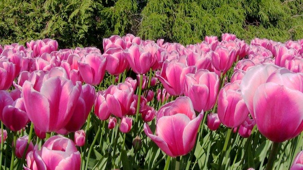 Tulip Flowers in Keukenhof Garden, Holland 3