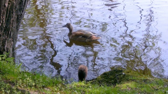 Duck Family in City Pond, Brussels
