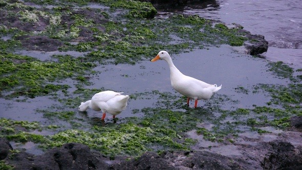 White Geese Feeding On Seashore