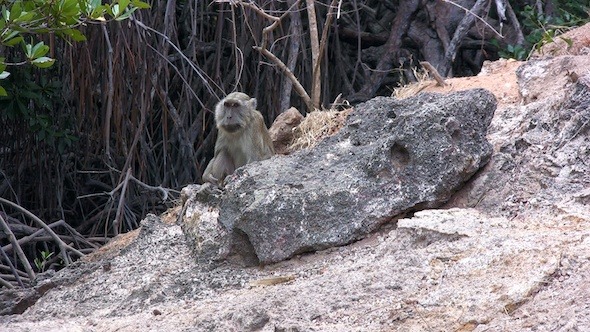 Small Monkey Sitting On Island Shore, Komodo 