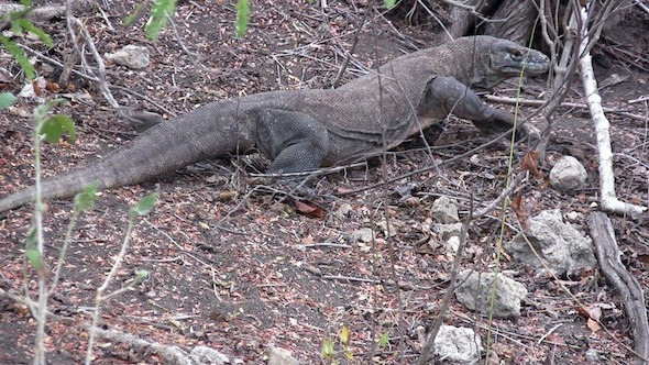 Giant Lizard Of Komodo Island In The Wild