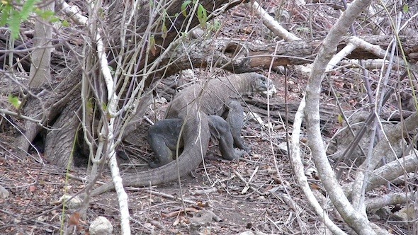 Giant Lizard Of Komodo Island In The Wild 2