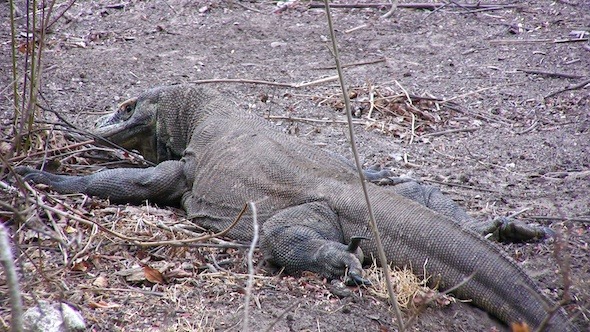 Giant Lizard Of Komodo Island In The Wild 3