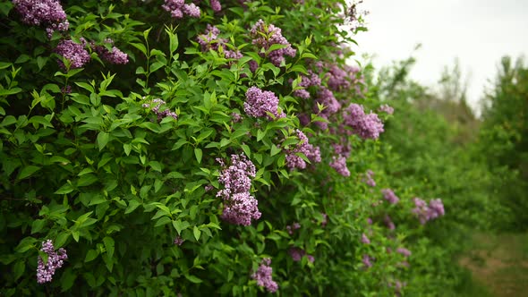 Beautiful Blooming Lilac Buds Move in the Wind