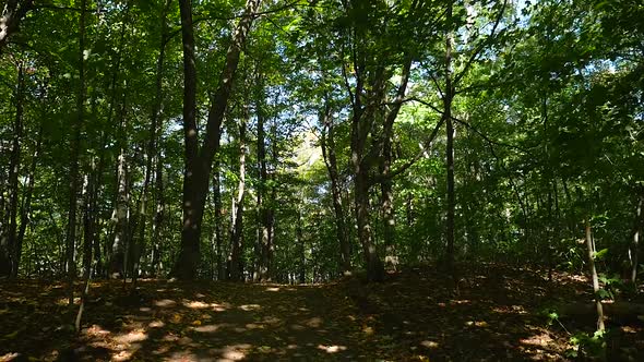 Wide View Along A Path Under Trees Moving Through A Green Forest