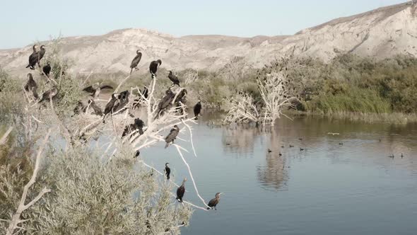 Riverside Cormorant Breeding Colony