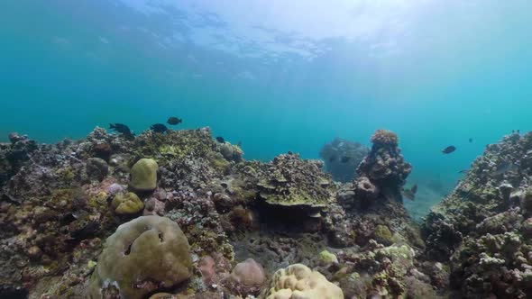 Coral Reef Tropical Fish alt