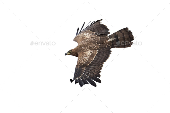 African harrier-hawk (Polyboroides typus) - Stock Photo - Images