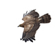 African harrier-hawk (Polyboroides typus) - PhotoDune Item for Sale
