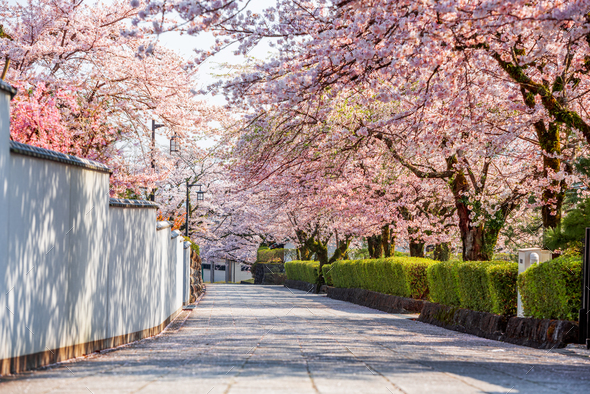 Shizuoka, Japan old town streets with cherry blossoms in Spring season - Stock Photo - Images