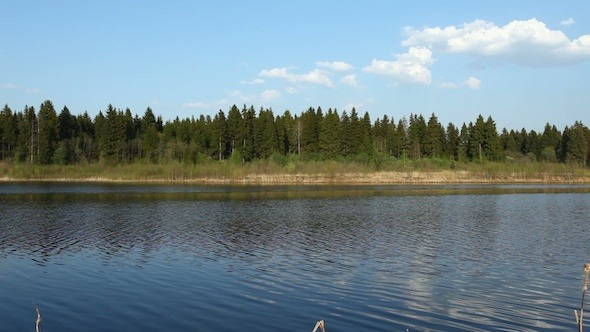 Coniferous Forest And River At Spring, Russia 