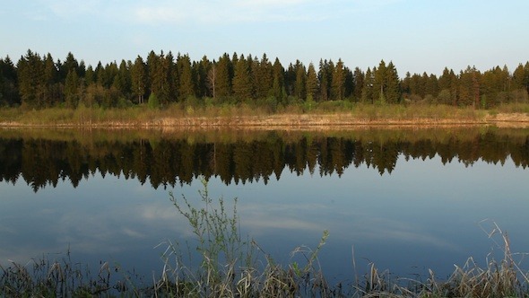 Reflections Of Pine Trees In Mirror Of Calm Water 