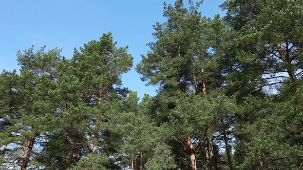 Moving Pine Trees In Coniferous Forest 