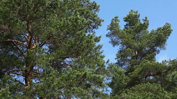 Moving Pine Trees In Coniferous Forest 2