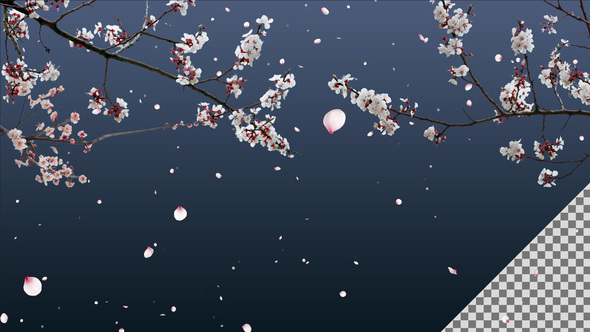 White Cherry Blossom Tree with Falling Petals on Transparent Background