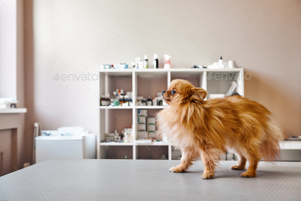 Small, but brave Portrait of cute little dog standing on the table while visiting veterinary clinic