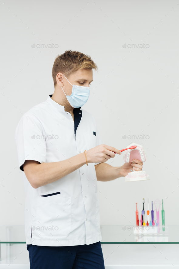 Dentist Showing The Correct Dental Hygiene On White Background Stock 