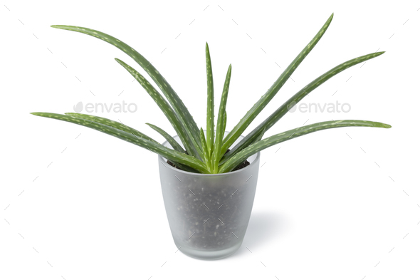 Aloe vera plant in a glass pot on white background - Stock Photo - Images