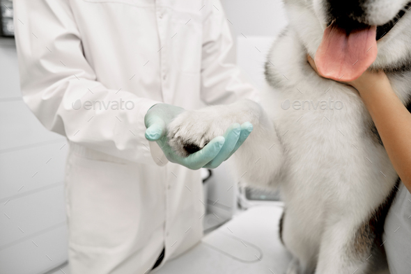 Veterinarian holding paw of beautiful dog