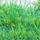 realistic grass for corona