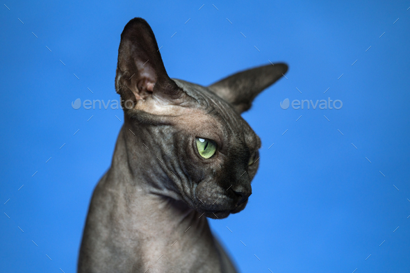 Hairless Canadian Sphynx on blue background - Stock Photo - Images