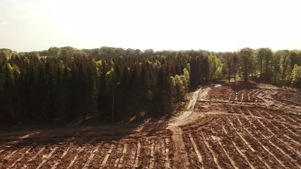 Tall Standing Pine Trees in the Forest alt