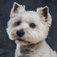 Portrait of white fluffy terrier doggy against dark background - PhotoDune Item for Sale