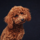 Fluffy little poodle with apricot fur against dark background - PhotoDune Item for Sale
