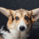 Cheerful pedigreed corgi dog with long ears against dark wall - PhotoDune Item for Sale