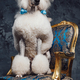 Fashionable white poodle dog sitting on luxurious chair - PhotoDune Item for Sale