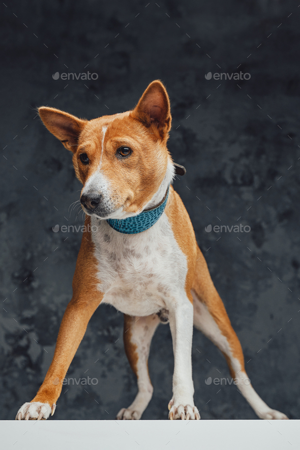 Purebred basenji store