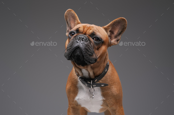 Single purebred bulldog with brown fur against gray background