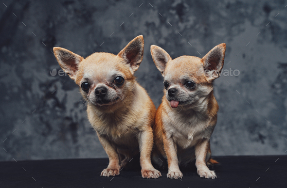 Two mexican chihuahua together puppies against dark background