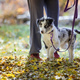 Merle border collie puppy on leash on walk in autumn forest - PhotoDune Item for Sale