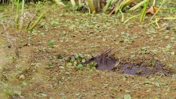 Playful capybara, hydrochoerus hydrochaeris bathing and showering in the mire, submerged underwater alt