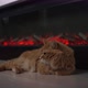 Сat of the Kuril Bobtail breed is warming up by the fireplace - VideoHive Item for Sale
