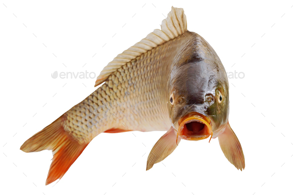 Carp with an open mouth in a jump. Surprised, shocked or amazed face front view.