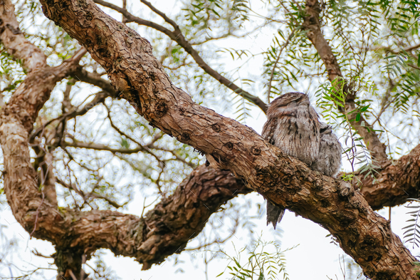 Tawny Frogmouth in Australia - Stock Photo - Images
