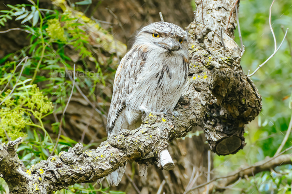 Tawny Frogmouth in Australia - Stock Photo - Images
