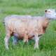 Family of Sheep in Australia - PhotoDune Item for Sale