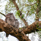 Tawny Frogmouth in Australia - PhotoDune Item for Sale