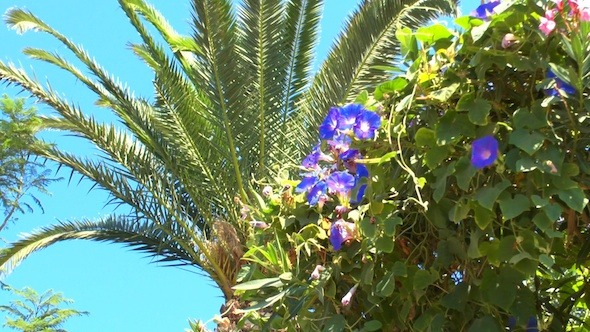 Palm Tree Leaf and Blue Flowers
