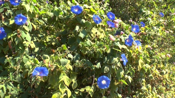 Blue Flowers of Blindweed