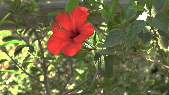 Red Hibiscus Flower, Crete