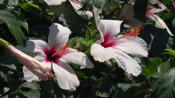 Nature Background with Rose Hibiscus Flowers 3