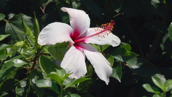 Nature Background with Rose Hibiscus Flower