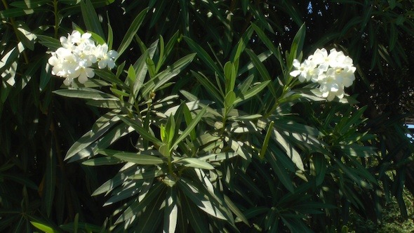 Background with White Oleander Flower, Crete