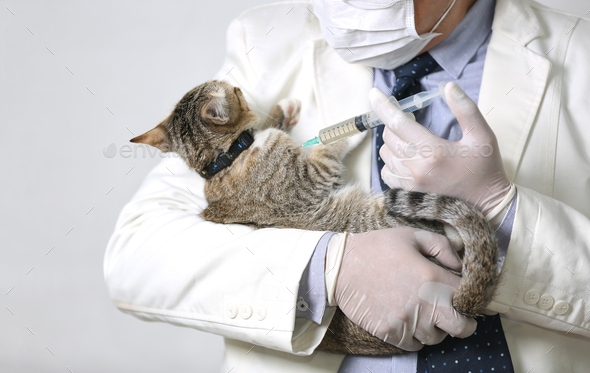 Veterinarian doctor hugging a little cat.