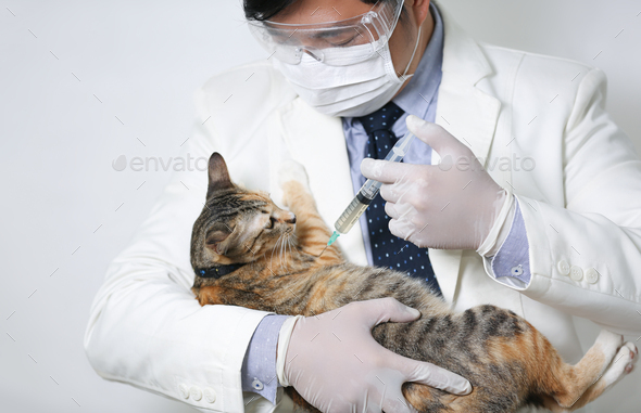 Veterinarian doctor hugging a little cat.